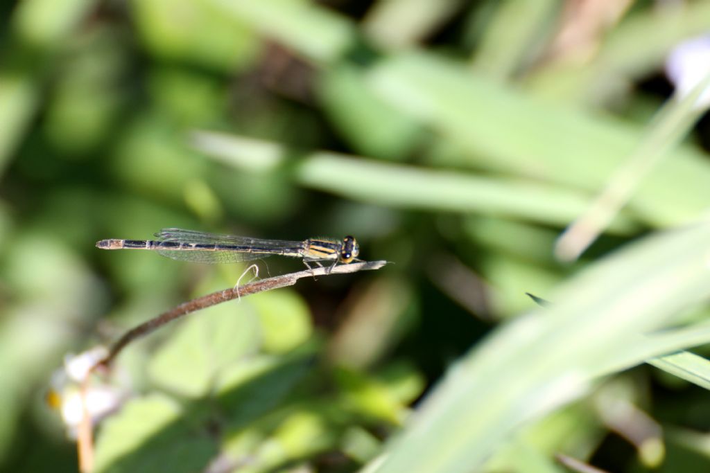 Ischnura elegans:  maschi e femmine